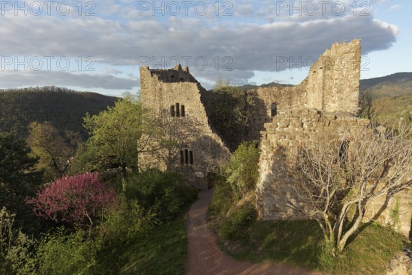 Baden Castle, castle ruins in the evening light, Badenweiler, Markgräflerland, Schwazwald,