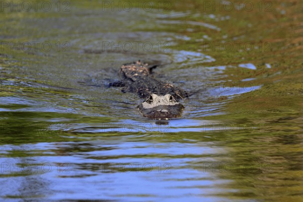 Mississippi Alligator (Alligator mississippiensis), pike alligator, adult, in water, swimming,