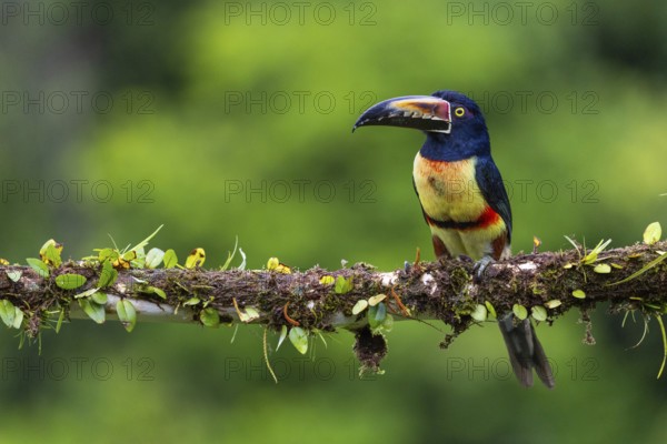 Collared Aracari (Pteroglossus torquatus), Toucans (Ramphastidae), Laguna del Lagarto Lodge,