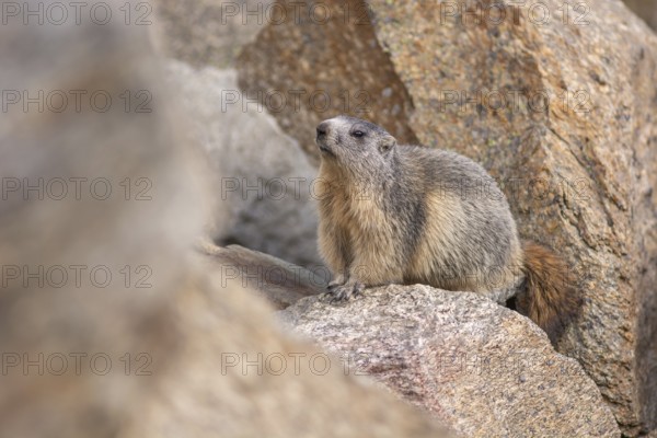 An alpine marmot (Marmota marmota) stands on a rock. The animal is brown and grey. Aosta, Gran