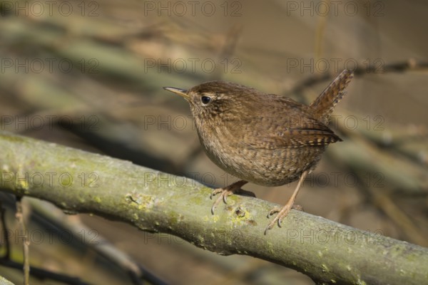 A wren (Troglodytes troglodytes) sits attentively on a branch in its natural environment and shows