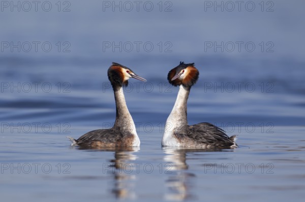 Great crested grebe (Podiceps cristatus) two adult birds performing their courtship love display on