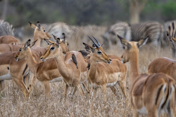 Herd of impala (Aepyceros melampus) in tall grass, black heeler antelope, Kruger National Park,