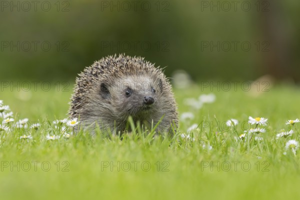 European hedgehog (Erinaceus europaeus) adult animal on a garden grass lawn with flowering daisy