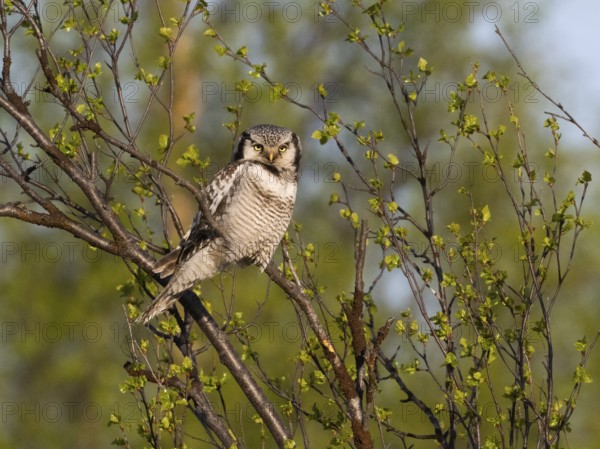 Hawk Owl (Surnia ulula), adult male, perched in a Hairy Birch tree (Betula pubescens), May, Finnish