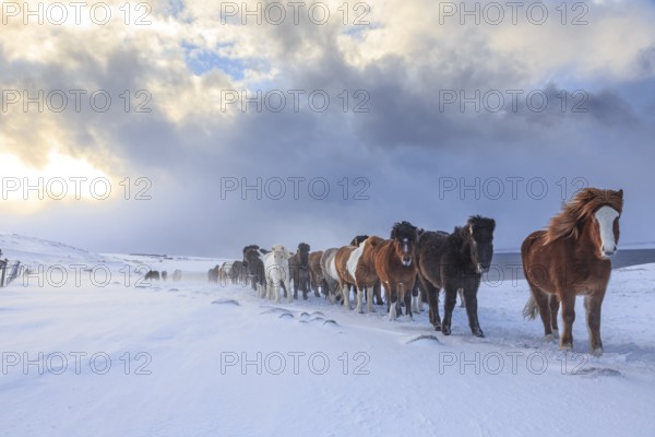 A herd of Icelandic horses standing in a snowstorm on the coast, winter, Akureyri, North Iceland,
