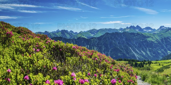 Alpine rose blossom, panorama of the Fellhorn, behind it the Allgäu Alps, Allgäu, Bavaria, Germany,