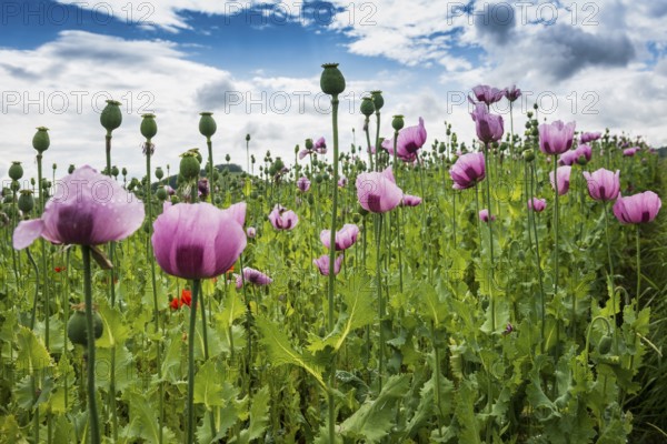 Opium poppy (Papaver somniferum), opium poppy field, Erlenbach, near Heilbronn, Baden-Württemberg,