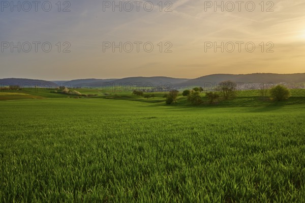 Green meadow in hilly landscape at sunrise with soft clouds in the sky, Mönchberg, Mltenberg,
