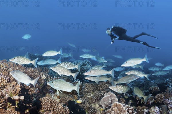 Diver observing shoal of big-headed snappers (Lethrinus olivaceus), Tuamotu Archipelago, French