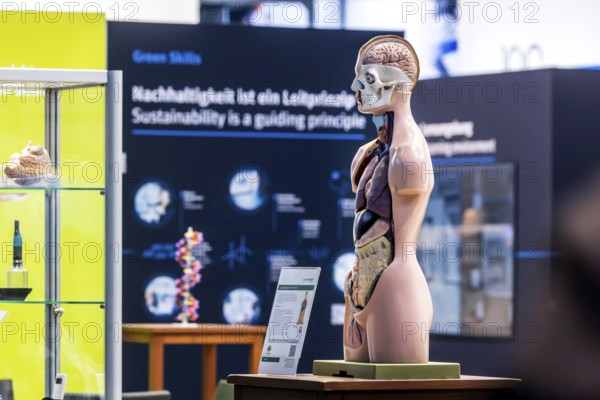 Human body model with muscles and organs for biology lessons. Scientific teaching aid from Hedinger
