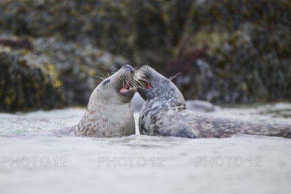 Grey seal (Halichoerus grypus) playing with each other in the water, sea, Düne, Helgoland,