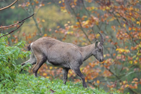 A female ibex (Capra ibex) walks down a hill on a green meadow on a cloudy day. A forest in autumn