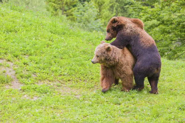 A young male Eurasian brown bear (Ursus arctos arctos) and a much older female mate (sort of) at