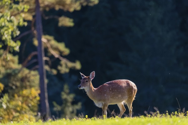 One female Manchurian sika deer or Dybowski's sika deer (Cervus nippon mantchuricus or Cervus