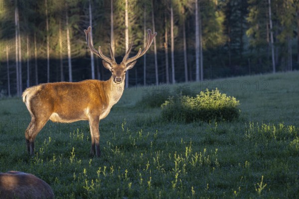 One Altai maral stag, Altai wapiti or Altai elk (Cervus canadensis sibiricus) standing on a meadow