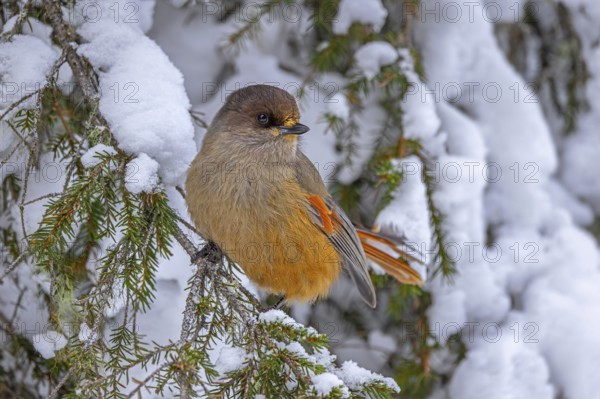 Siberian jay (Perisoreus infaustus, Corvus infaustus) perched in spruce tree in snow covered taiga