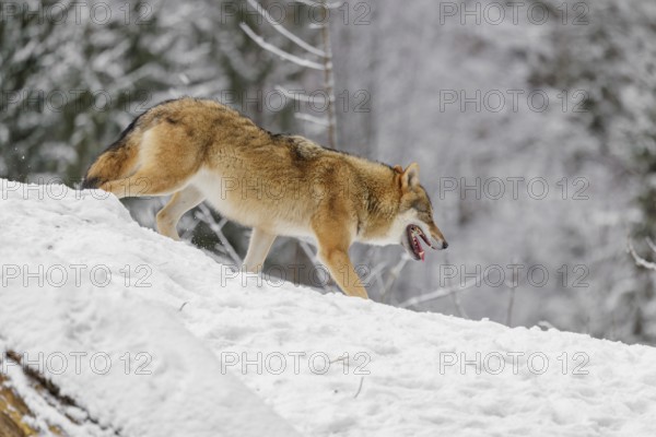 A young grey wolf (Canis lupus lupus) runs across the sloping, snow-covered meadow at the edge of a