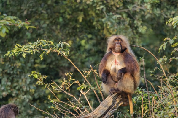 An adult male and a female Gelada (Theropithecus gelada), or bleeding-heart monkey sit close