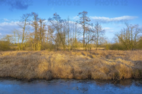View of the vegetation along the Fangegraben and cycle path at the Steinhuder Meer, ditch, trees,