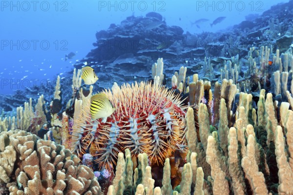 Crown-of-thorns starfish, (Acanthaster planci), pair, diagonal stripe butterflyfish, (Chaetodon