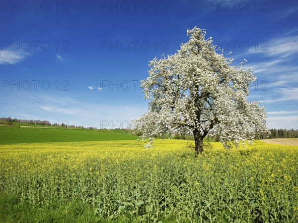 Flowering pear tree (Pyrus communis), standing in a field of flowering rape, Beinwil, Freiamt,
