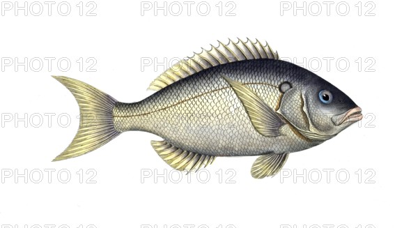 Fish, Fish, Sea bream family, Sparus tetracanthus, the four-spined, Historical, digitally restored
