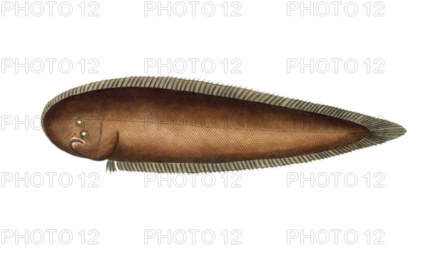 Fish, Fish, Genus of right-eye flounders, Pleuronectes bilineatus, the double line, Historical,