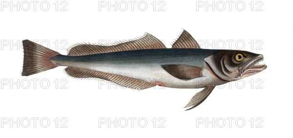 Fish, Fish, Family of cod, Gadus merluccius, the stockfish, the Hake, Historical, digitally