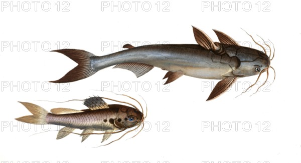 Fish, fishes, top: Genus of fish from the family of the true catfishes within the order of the