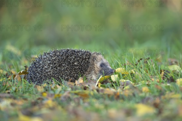 European hedgehog (Erinaceus europaeus) adult animal walking on fallen autumn leaves on a garden
