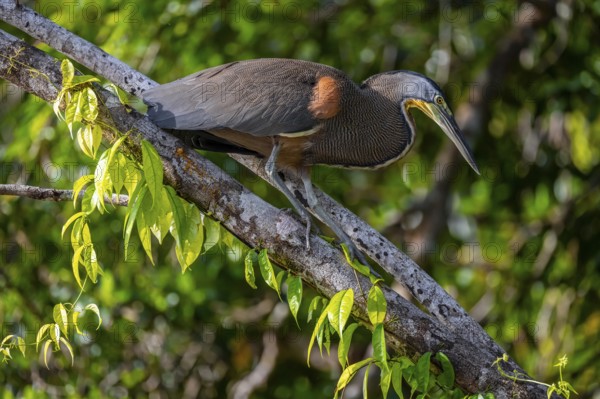 Bare-throated tiger heron (Tigrisoma mexicanum) in a tree, Tortuguero National Park, Costa Rica,