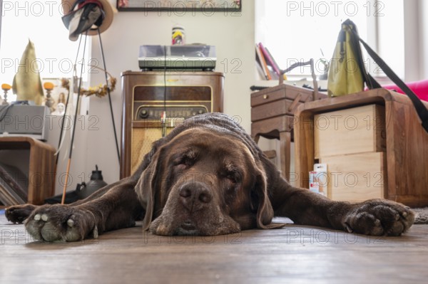 Tired dog, Labrador breed, lying flat on the floor in the living room, Baden-Württemberg, Germany,