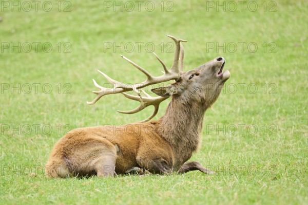 A resting deer with large antlers roaring while lying down on a grassy field, Red deer (Cervus