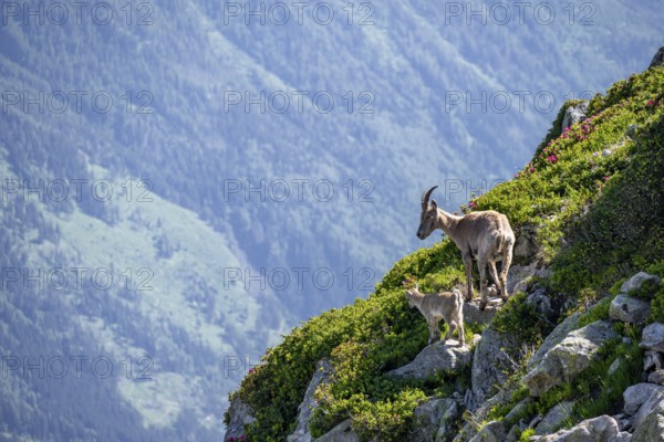 Alpine ibex (Capra ibex), mother with young with alpine roses, Aiguille Rouges, Chamonix, France,