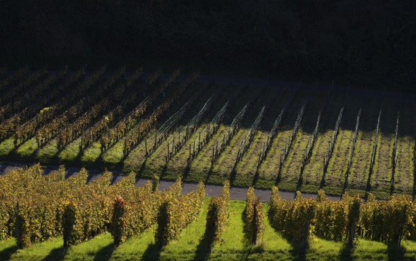 Vineyard, vines, grapevines, vine cultivation, autumn colouring, autumn, graphic, Strümpfelbach,