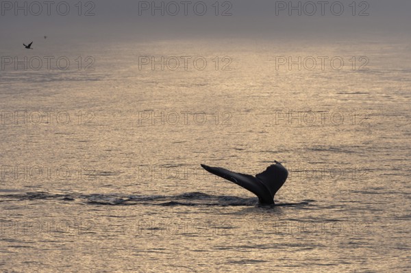 Fluke, diving humpback whale (Megaptera novaeangliae), Barents Sea, Northeast Iceland, Svalbard and