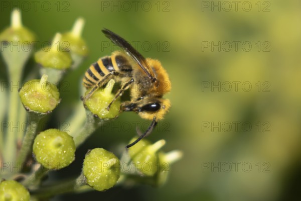Ivy bee (Colletes hederae) adult insect feeding on an ivy plant flowers in the summer, England,