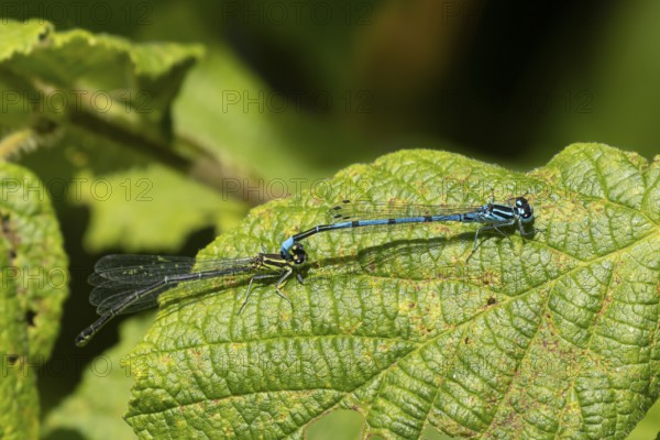 Common blue damselfly (Enallagma cyathigerum) adult male and female insects mating on a plant leaf