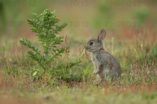Rabbit (Oryctolagus cuniculus) wild juvenile baby animal feeding in grassland in the summer,