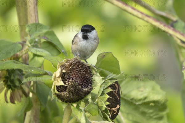 Marsh tit (Poecile palustris) adult bird on a garden sunflower plant seedhead in summer, England,