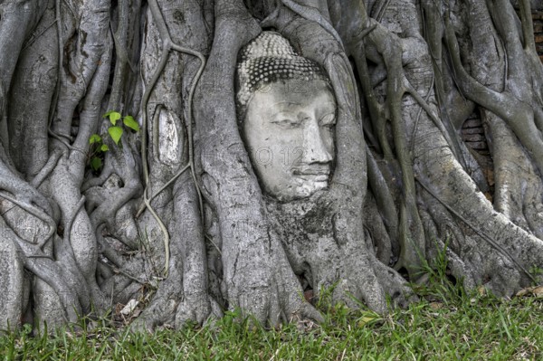 Sandstone Buddha head at the foot of a Bodhi tree in Wat Mahathat, Temple of the Great and Holy