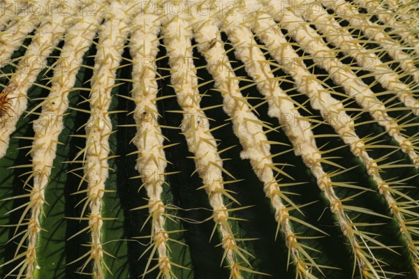 Golden globe cactus, Echinocactus grusonii alias Kroenleinia grusonii, also known colloquially as