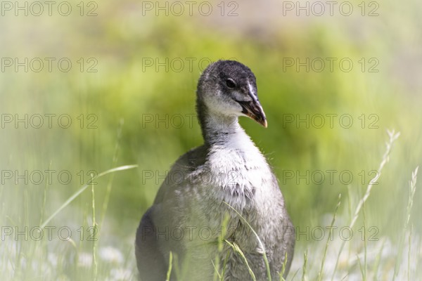Eurasian Coot chicks (Fulica atra) standing in meadow surrounded by daisies, close-up, profile