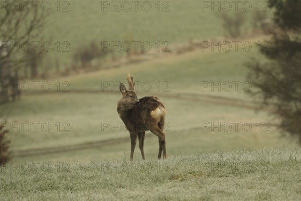 European roe deer (Capreolus capreolus) buck with velvet horns and shaggy winter coat in the