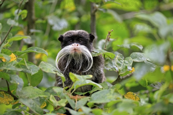 Emperor bearded tamarin (Saguinus imperator subgrisescens), adult, on tree, portrait, alert, South