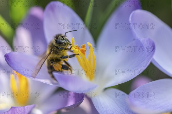 Elfin crocus (Crocus tommasinianus) with honey bee (Apis mellifera), Emsland, Lower Saxony,