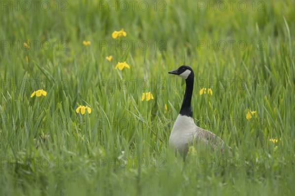 Canada goose (Branta canadensis) adult bird stood in a wetland meadow with yellow iris flowers in