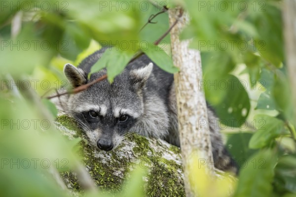 North American raccoon (Procyon lotor) sitting in a tree, Parque Nacional Cahuita, Costa Rica,