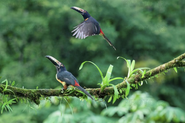 Two Collared aracaris (Pteroglossus torquatus), one in flight, Costa Rica, Central America